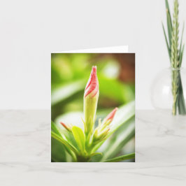 Adenium Notecard Bedankkaart