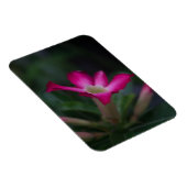 Adenium obesum magneet (Rechterzijde)