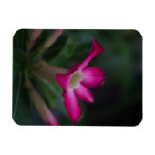 Adenium obesum magneet (Horizontaal)