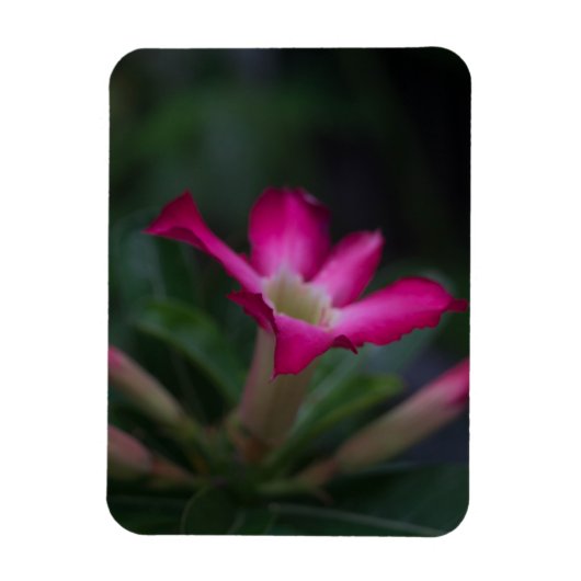 Adenium obesum magneet (Verticaal)