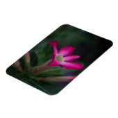 Adenium obesum magneet (Linkerzijde)