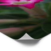 Adenium obesum poster (Hoek)