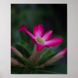 Adenium obesum poster