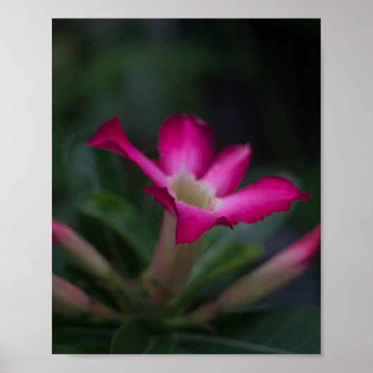 Adenium obesum poster (Voorkant)