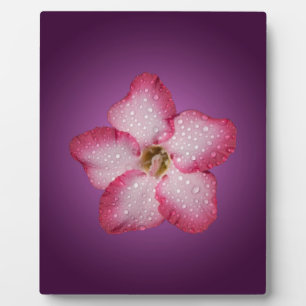 Adenium Roze Bloem Flora Gradiënt Paars Fotoplaat