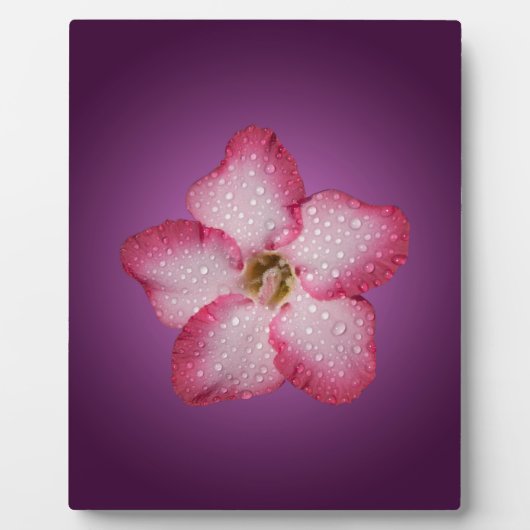 Adenium Roze Bloem Flora Gradiënt Paars Fotoplaat (Voorkant)