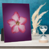 Adenium Roze Bloem Flora Gradiënt Paars Fotoplaat (Zijkant)