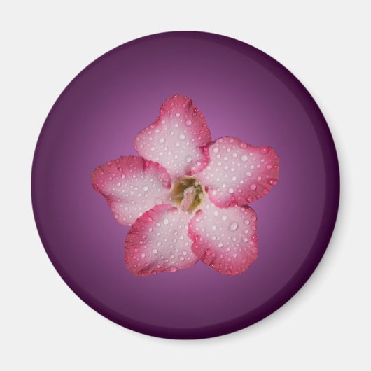 Adenium Roze Bloem Flora Gradiënt Paars Magneet (Voorkant)