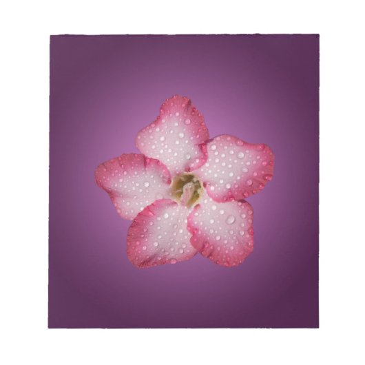 Adenium Roze Bloem Flora Gradiënt Paars Notitieblok (Voorkant)