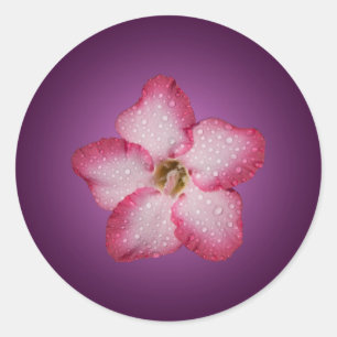 Adenium Roze Bloem Flora Gradiënt Paars Ronde Sticker