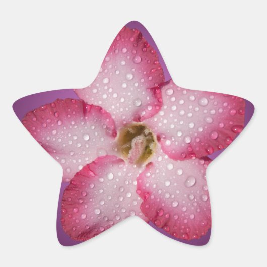 Adenium Roze Bloem Flora Gradiënt Paars Ster Sticker (Voorkant)