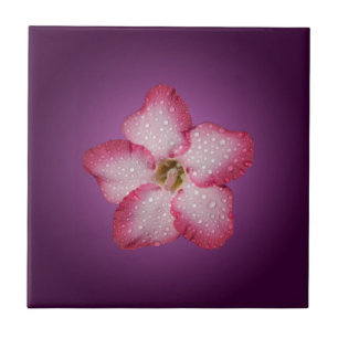Adenium Roze Bloem Flora Gradiënt Paars Tegeltje