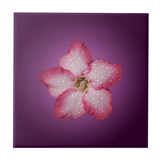 Adenium Roze Bloem Flora Gradiënt Paars Tegeltje (Voorkant)