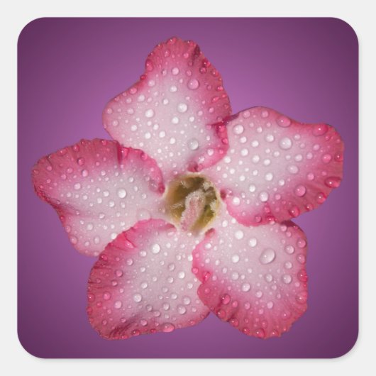 Adenium Roze Bloem Flora Gradiënt Paars Vierkante Sticker (Voorkant)