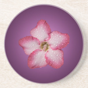 Adenium Roze Bloem Flora Gradiënt Paars Zandsteen Onderzetter