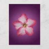 Adenium Roze Bloem Flora Gradiënt Violet Briefkaart (Voorkant)