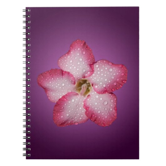 Adenium Roze Bloem Flora Gradiënt Violet Notitieboek (Voorkant)