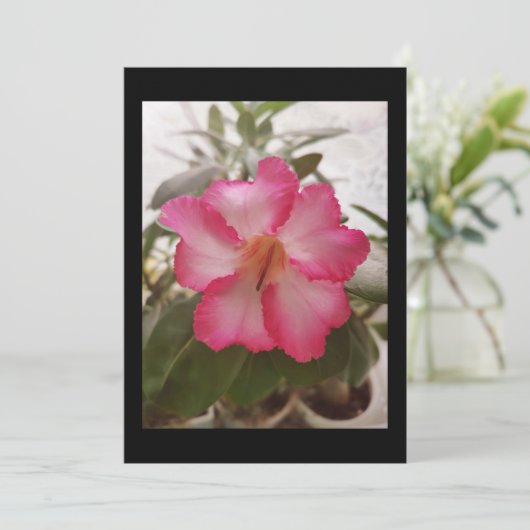Adenium roze witte bloemen florale natuur graden kaart (Staand voorkant)