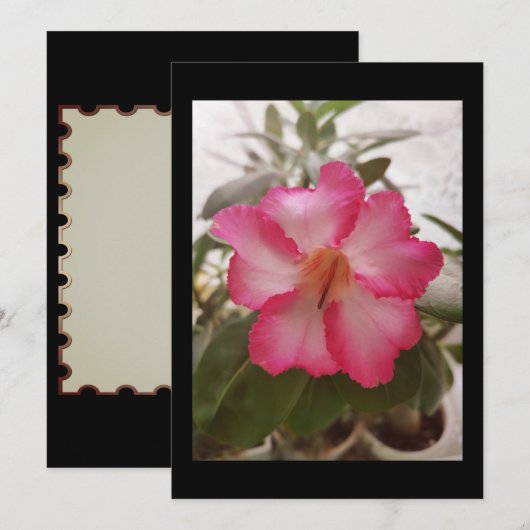 Adenium roze witte bloemen florale natuur graden kaart (Voorkant / Achterkant)