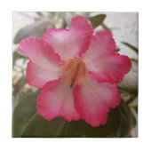 Adenium roze witte bloemen florale natuur graden tegeltje (Voorkant)