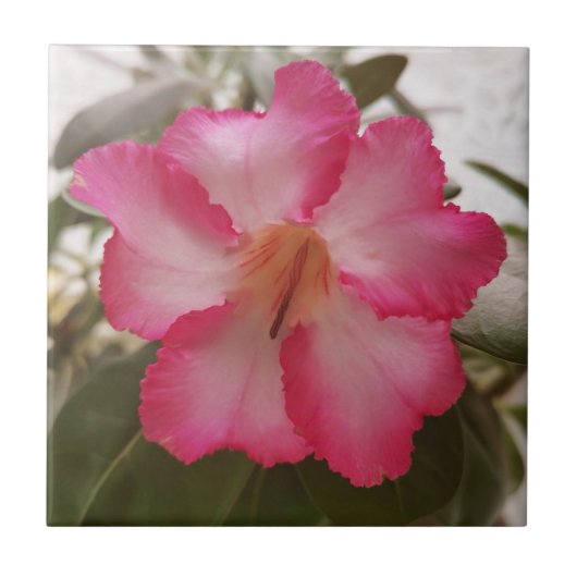 Adenium roze witte bloemen florale natuur graden tegeltje (Voorkant)