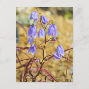 Adenophora takedae (Briefkaart) ポ カ ー ド Briefkaart