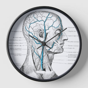 Aderen in het gezicht Spieren anatomie