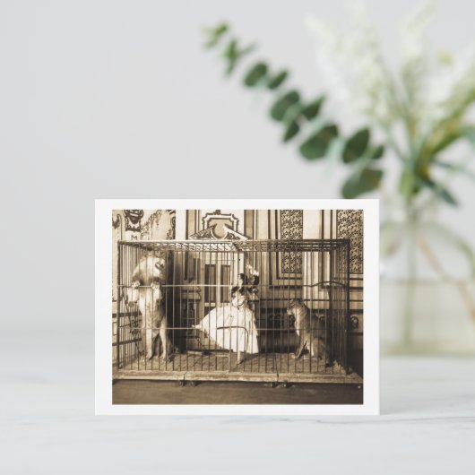 Adgie en haar opgeleide leeuwen1897 briefkaart (Staand voorkant)