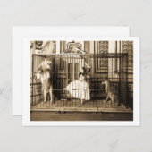 Adgie en haar opgeleide leeuwen1897 briefkaart (Voorkant / Achterkant)