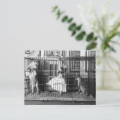 Adgie en haar opgeleide leeuwen 1897 briefkaart (Staand voorkant)