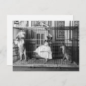 Adgie en haar opgeleide leeuwen 1897 briefkaart (Voorkant / Achterkant)