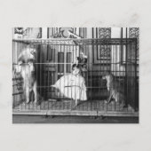 Adgie en haar opgeleide leeuwen 1897 briefkaart (Voorkant)