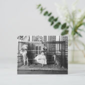 Adgie en haar opgeleide leeuwen  Circus 1897 Briefkaart (Staand voorkant)