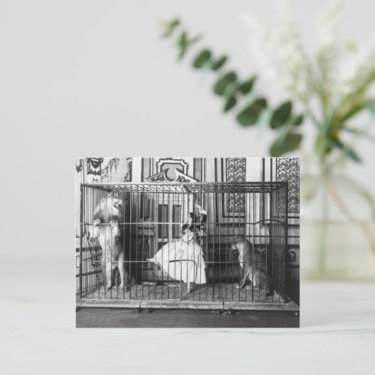 Adgie en haar opgeleide leeuwen  Circus 1897 Briefkaart (Staand voorkant)