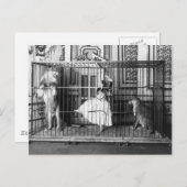 Adgie en haar opgeleide leeuwen  Circus 1897 Briefkaart (Voorkant / Achterkant)