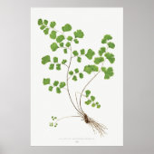 Adiantum Capillus-Veneris (Southern Maidenhair Fer Poster (Voorkant)