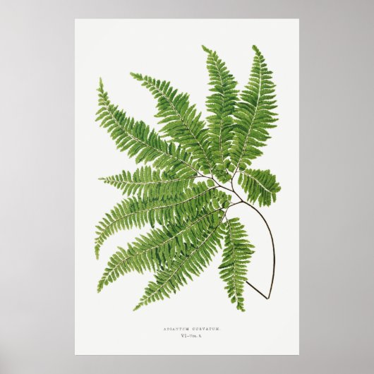 Adiantum Curvatum van Ferns British en Exotic (1) Poster (Voorkant)