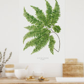 Adiantum Curvatum van Ferns British en Exotic (1) Poster (Keuken)