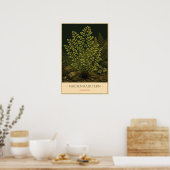 Adiantum – Illustratie van oude botanische kunst Poster (Keuken)