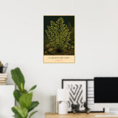 Adiantum – Illustratie van oude botanische kunst Poster (Thuiskantoor)