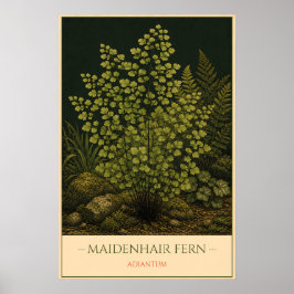 Adiantum – Illustratie van oude botanische kunst Poster