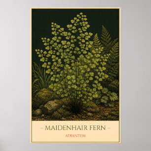 Adiantum – Illustratie van oude botanische kunst Poster