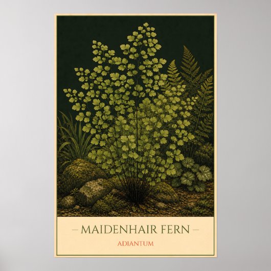 Adiantum – Illustratie van oude botanische kunst Poster (Voorkant)