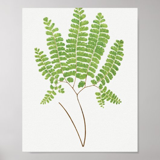 Adiantum Pedatum (Northern Maidenhair Fern) from F Poster (Voorkant)