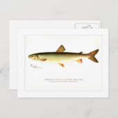 Adirondack Frost Fish Briefkaart (Voorkant / Achterkant)