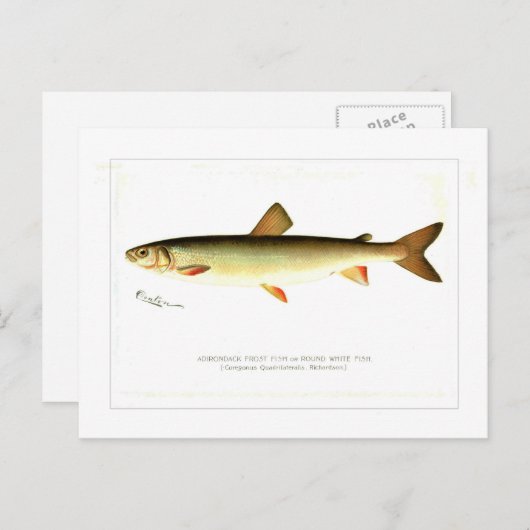 Adirondack Frost Fish Briefkaart (Voorkant / Achterkant)