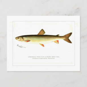 Adirondack Frost Fish Briefkaart