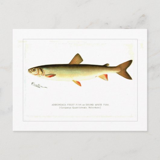 Adirondack Frost Fish Briefkaart (Voorkant)