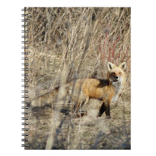 Adirondacks (NY) Red Fox Spiral notebook Notitieboek (Voorkant)