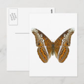 Admiraal Butterfly Briefkaart (Voorkant / Achterkant)